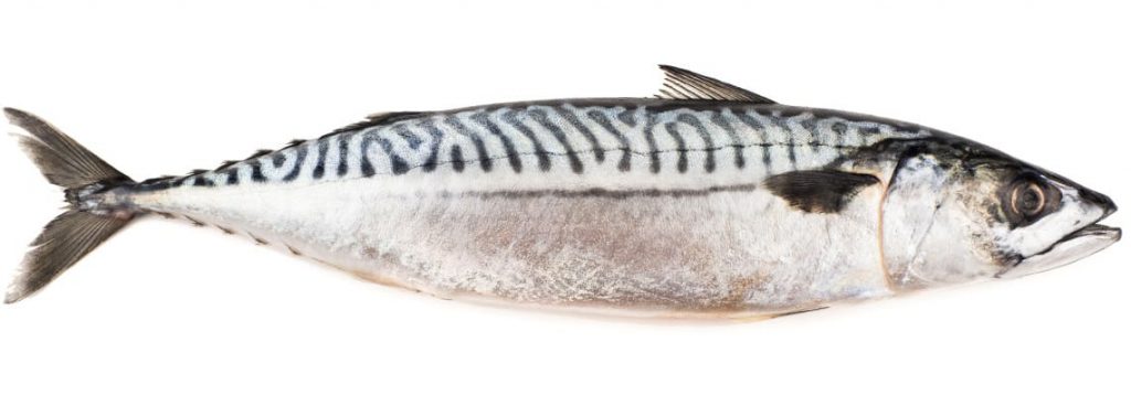 Caballa – Fruto del Mar